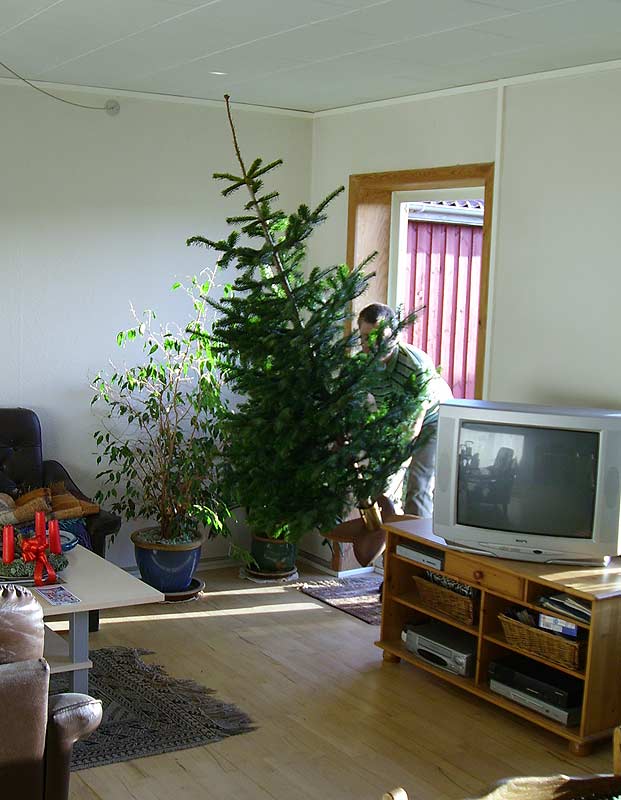 Lars, et stort træ og en lille dør