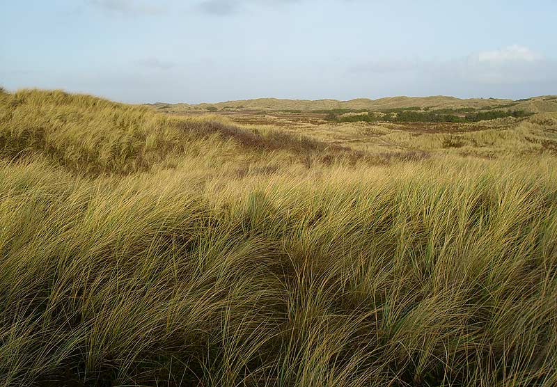 Klitterne ved Hvide Sande